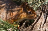 Red Squirrel (Sciurus vulgaris)