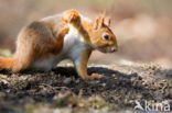 Red Squirrel (Sciurus vulgaris)