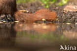 Red Squirrel (Sciurus vulgaris)