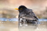 Eurasian Blackbird (Turdus merula)