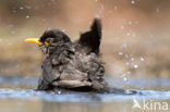 Eurasian Blackbird (Turdus merula)