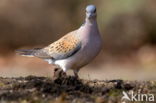 Zomertortel (Streptopelia turtur)