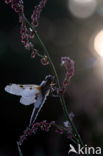 Four-spotted Chaser (Libellula quadrimaculata)