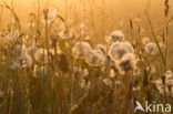 Common Dandelion (Taraxacum officinale)