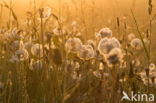 Common Dandelion (Taraxacum officinale)