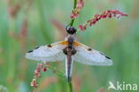 Viervlek (Libellula quadrimaculata)