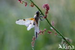 Viervlek (Libellula quadrimaculata)