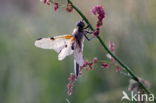 Viervlek (Libellula quadrimaculata)