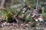 Tree Pipit (Anthus trivialis)