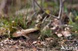 Boompieper (Anthus trivialis)