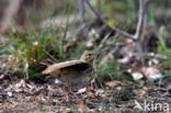 Tree Pipit (Anthus trivialis)