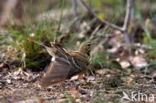 Tree Pipit (Anthus trivialis)