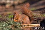 Red Squirrel (Sciurus vulgaris)