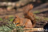 Red Squirrel (Sciurus vulgaris)