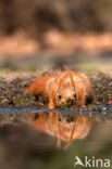 Red Squirrel (Sciurus vulgaris)