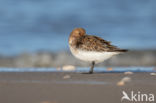 Drieteenstrandloper (Calidris alba)