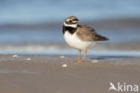 Bontbekplevier (Charadrius hiaticula)