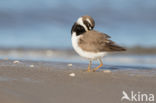 Bontbekplevier (Charadrius hiaticula)