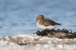 Sanderling (Calidris alba)