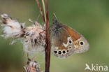 Veenhooibeestje (Coenonympha tullia)