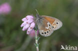 Veenhooibeestje (Coenonympha tullia)