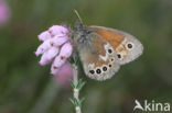 Veenhooibeestje (Coenonympha tullia)