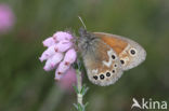 Veenhooibeestje (Coenonympha tullia)