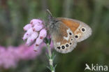 Veenhooibeestje (Coenonympha tullia)