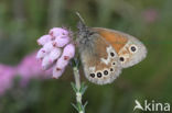 Veenhooibeestje (Coenonympha tullia)