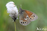 Veenhooibeestje (Coenonympha tullia)