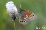 Veenhooibeestje (Coenonympha tullia)