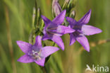 Weideklokje (Campanula patula)