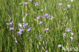 Spreading Bellflower (Campanula patula)