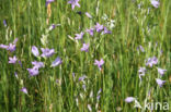 Spreading Bellflower (Campanula patula)