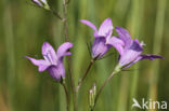 Spreading Bellflower (Campanula patula)