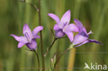 Spreading Bellflower (Campanula patula)