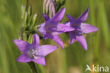 Spreading Bellflower (Campanula patula)