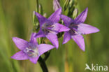 Weideklokje (Campanula patula)