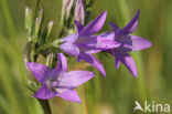 Weideklokje (Campanula patula)