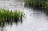 Beekdal Oude Diep Het Drentse Landschap