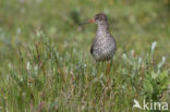 Common Redshank (Tringa totanus)