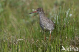 Common Redshank (Tringa totanus)