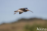 Eurasian Curlew (Numenius arquata)