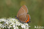 Black Hairstreak (Satyrium pruni)