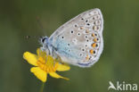 Common Blue (Polyommatus icarus)