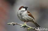 Huismus (Passer domesticus)