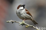 Huismus (Passer domesticus)