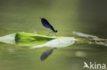 Bosbeekjuffer (Calopteryx virgo)