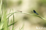 Weidebeekjuffer (Calopteryx splendens)