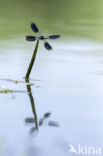 Weidebeekjuffer (Calopteryx splendens)